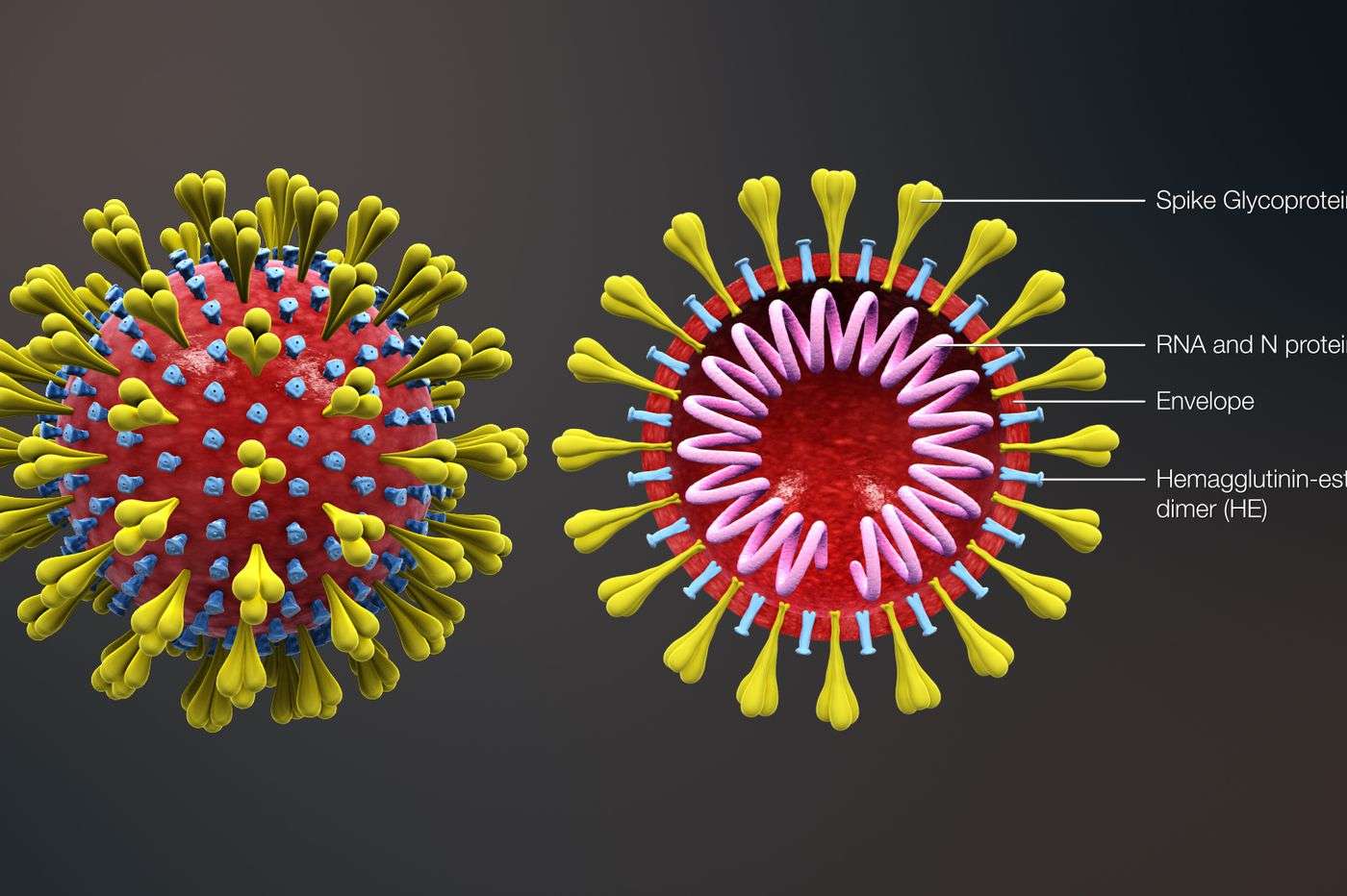 Coronavirus: la salvezza legata all’ultimo africano