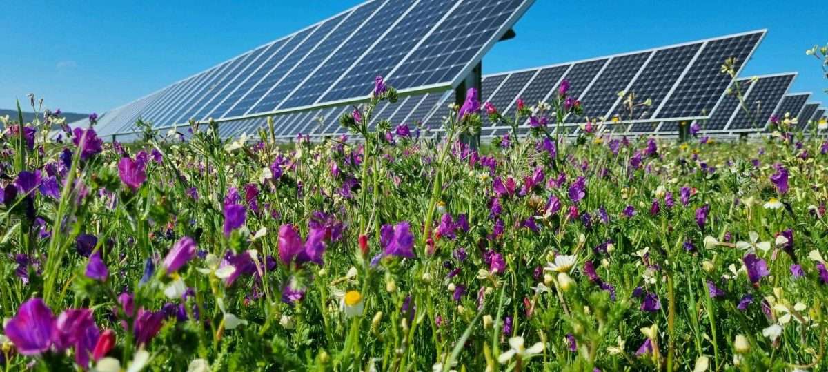 Agrivoltaico: menzogne e verità su un settore fondamentale per il futuro energetico del Paese